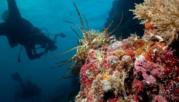 A captivating view of the Tubbataha Reefs, a UNESCO World Heritage Site in the Philippines.