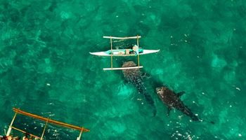 Photo of Oslob Whale Sharks