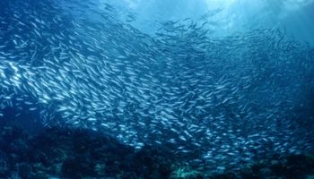 A stunning Sardine Run in Moalboal, Philippines.