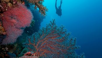 Tubbataha Reefs Nature Park, Palawan - Marine Sanctuary