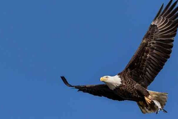 the philippine eagle photo