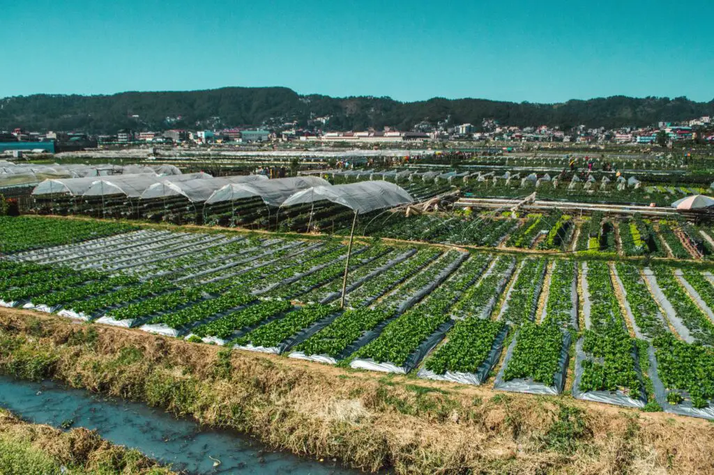 Photo of Strawberry Farm in Benguet