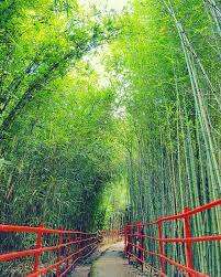 Photo of Bamboo Sanctuary