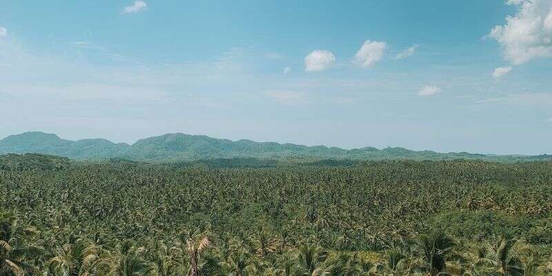 Coconut Mountain View in Siargao, Mindanao - Tropical Paradise