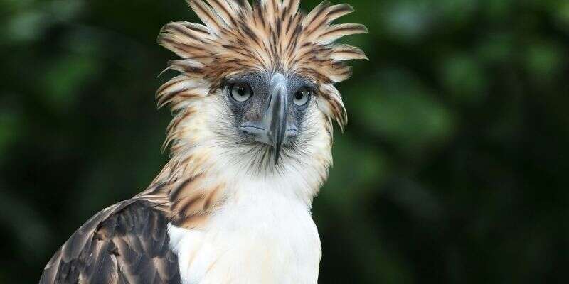 Photo of Philippine eagle at Philippine Eagle Centre, Davao City, Mindanao Tourist Spots