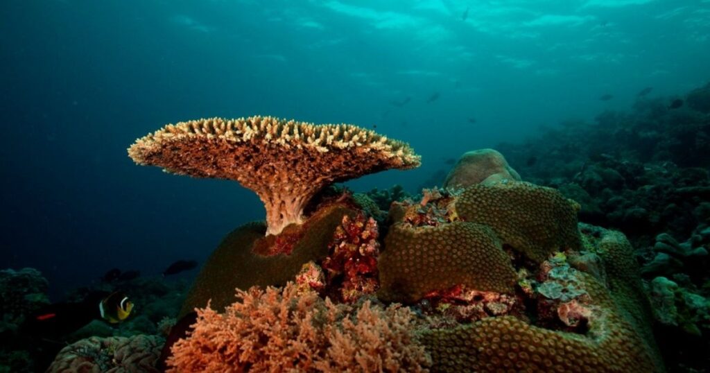 A mesmerizing view of the Tubbataha Reefs, a UNESCO World Heritage Site in the Philippines.