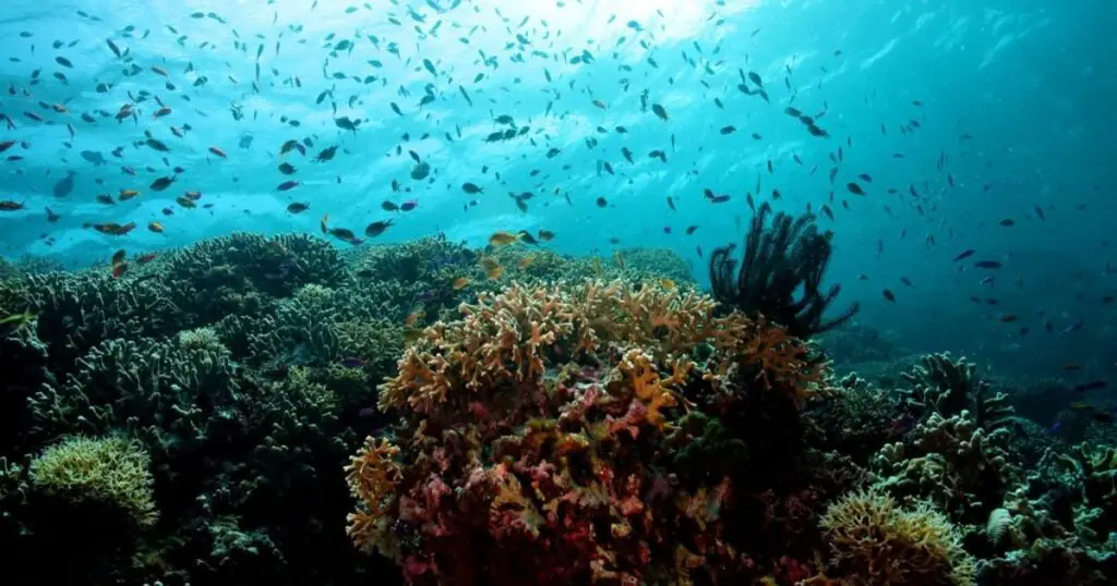 Photo of TUBBATAHA REEFS NATURAL PARK | The Most Exciting Adventures in the Philippines