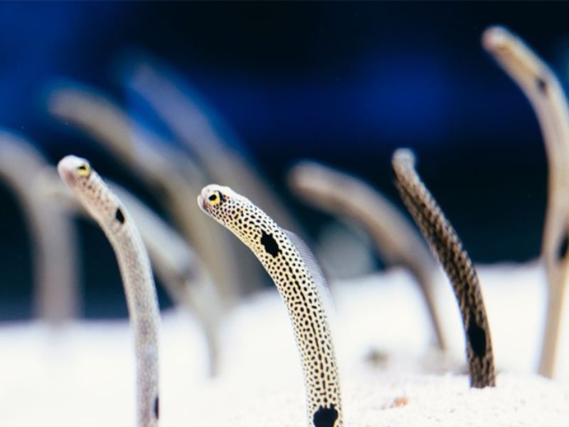 Spotted Garden Eel Swimming at Cebu Ocean Park