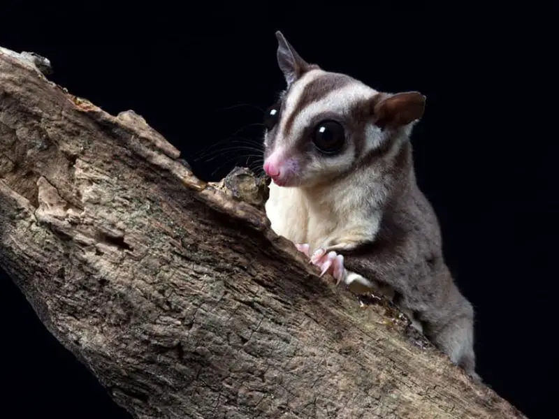 Photo of Female Sugar Glider at Cebu Ocean Park