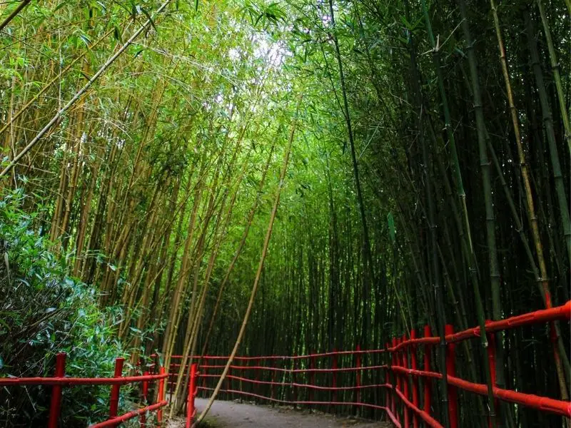 Photo of the Beautiful Bamboo Sanctuary in Baguio City
