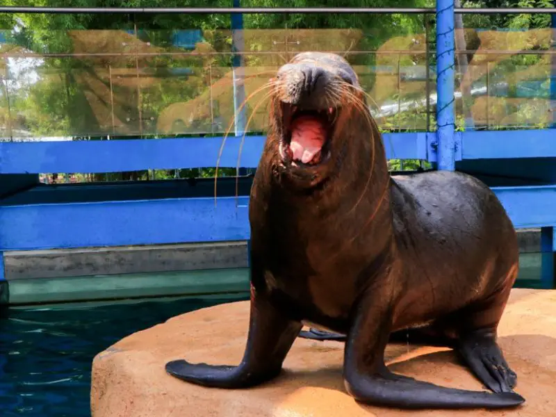 Photo of an Adorable Sea Lion at Manila Ocean Park
