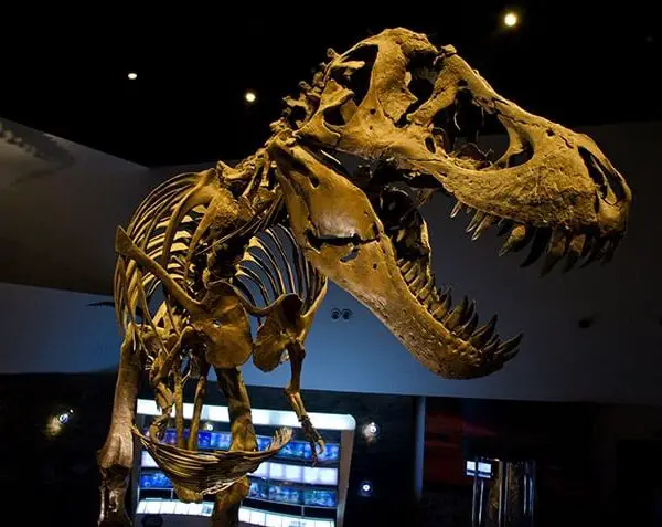 Photo of T-rex at The Mind Museum