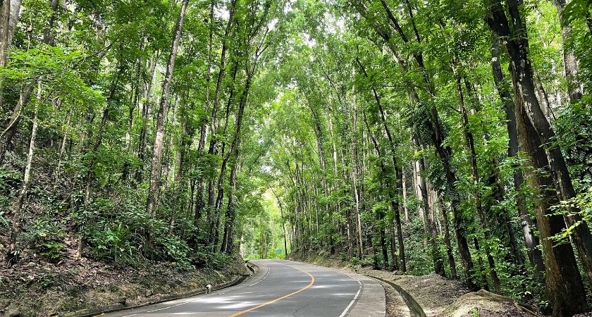 Bohol Man-Made Forest: A dense and vibrant forest created by human hands, showcasing a captivating canopy of towering trees and a serene path cutting through the lush greenery.