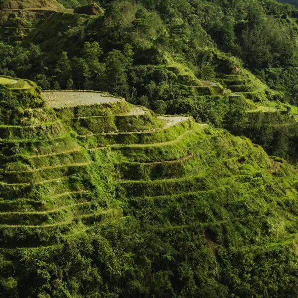 scenic photo of rice terraces during daytime