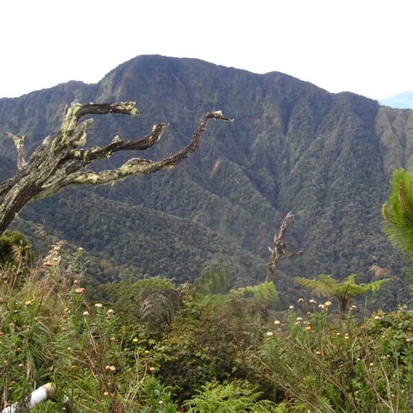 Majestic view of Mount Dulang-Dulang, the second-highest peak in the Philippines.